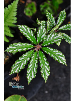 Begonia hemsleyana White Spots