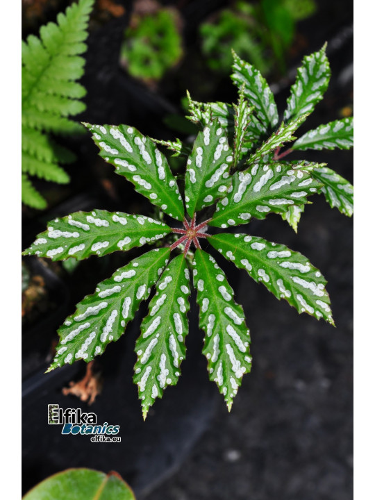 Begonia hemsleyana White Spots
