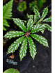 Begonia hemsleyana White Spots