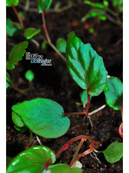 Begonia kapuashuluensis x daunhitam (gxEB24)