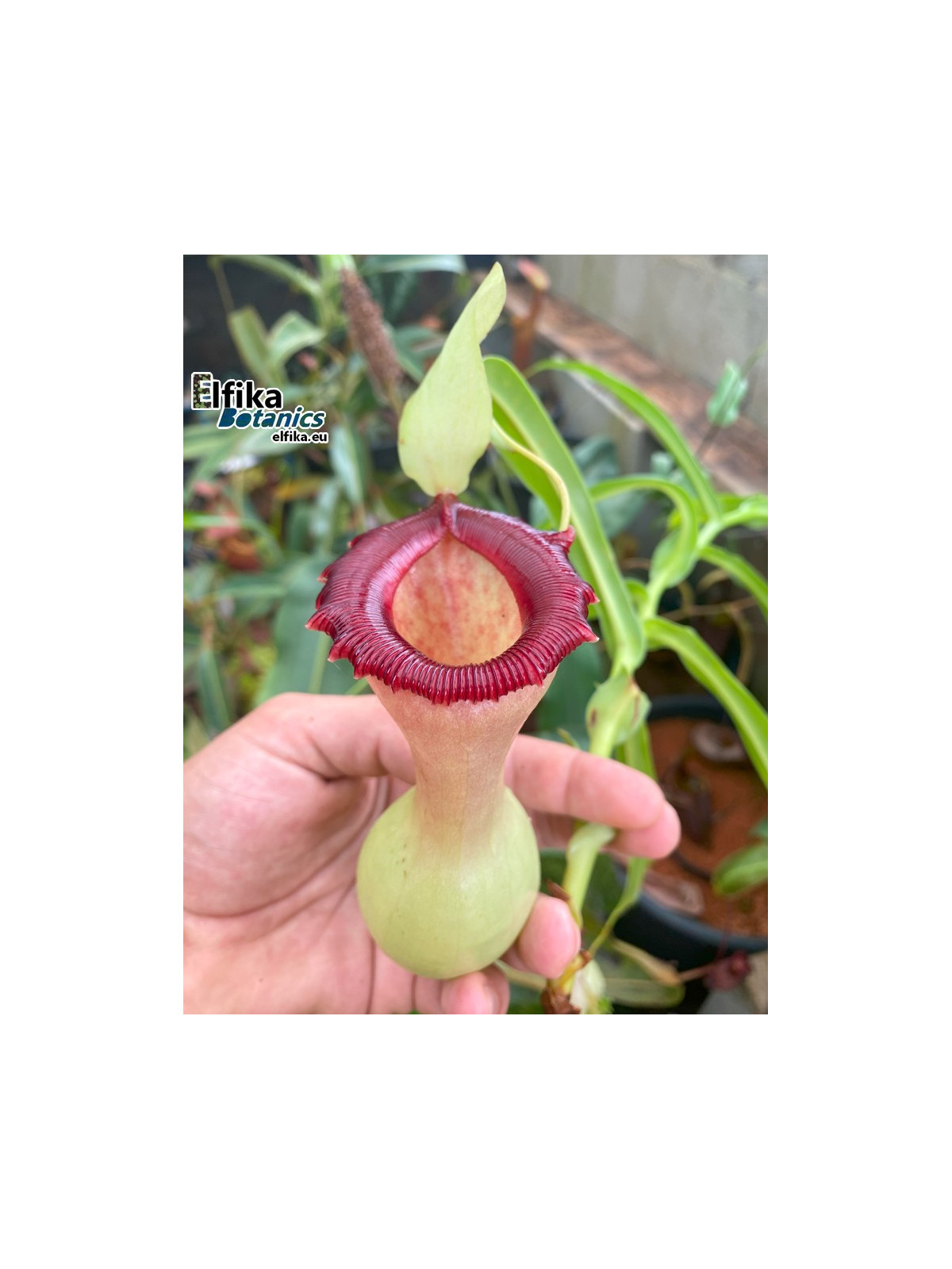 Nepenthes ventricosa Porcelain (fem.)