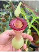 Nepenthes ventricosa Porcelain (fem.)