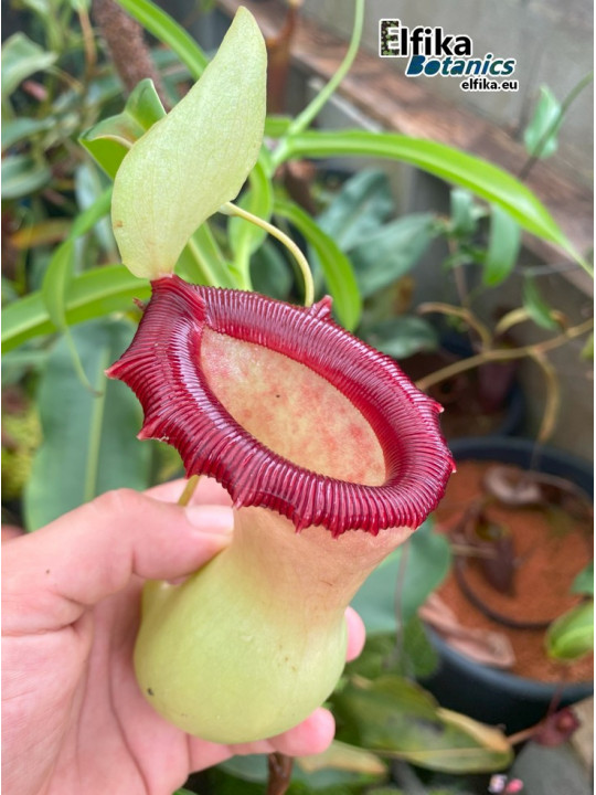 Nepenthes ventricosa Porcelain (fem.)