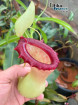 Nepenthes ventricosa Porcelain (fem.)