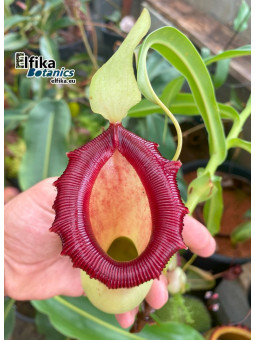 Nepenthes ventricosa Porcelain (fem.)
