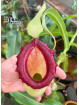 Nepenthes ventricosa Porcelain (fem.)