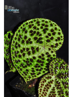 Begonia melanobullata