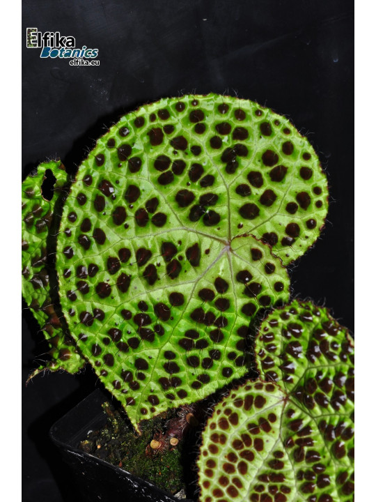 Begonia melanobullata