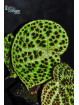 Begonia melanobullata