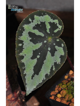 Begonia sp. Guangxi Panda