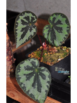 Begonia sp. Guangxi Panda