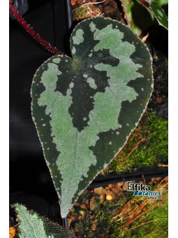 Begonia sp. Guangxi Panda