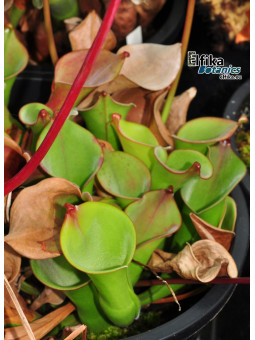 Heliamphora collina Foothills Testigos