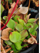 Heliamphora collina Foothills Testigos