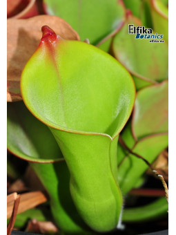 Heliamphora collina Foothills Testigos