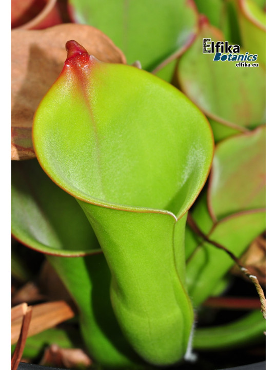 Heliamphora collina Foothills Testigos