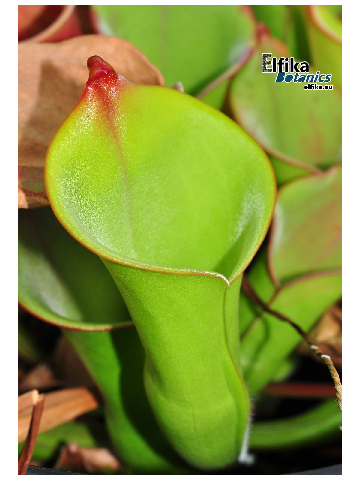 Heliamphora collina Foothills Testigos