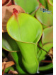 Heliamphora collina Foothills Testigos