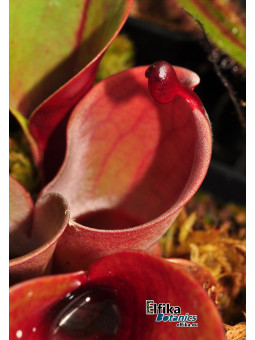 Heliamphora minor (Red)