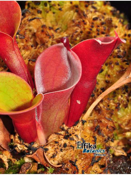 Heliamphora minor (Red)