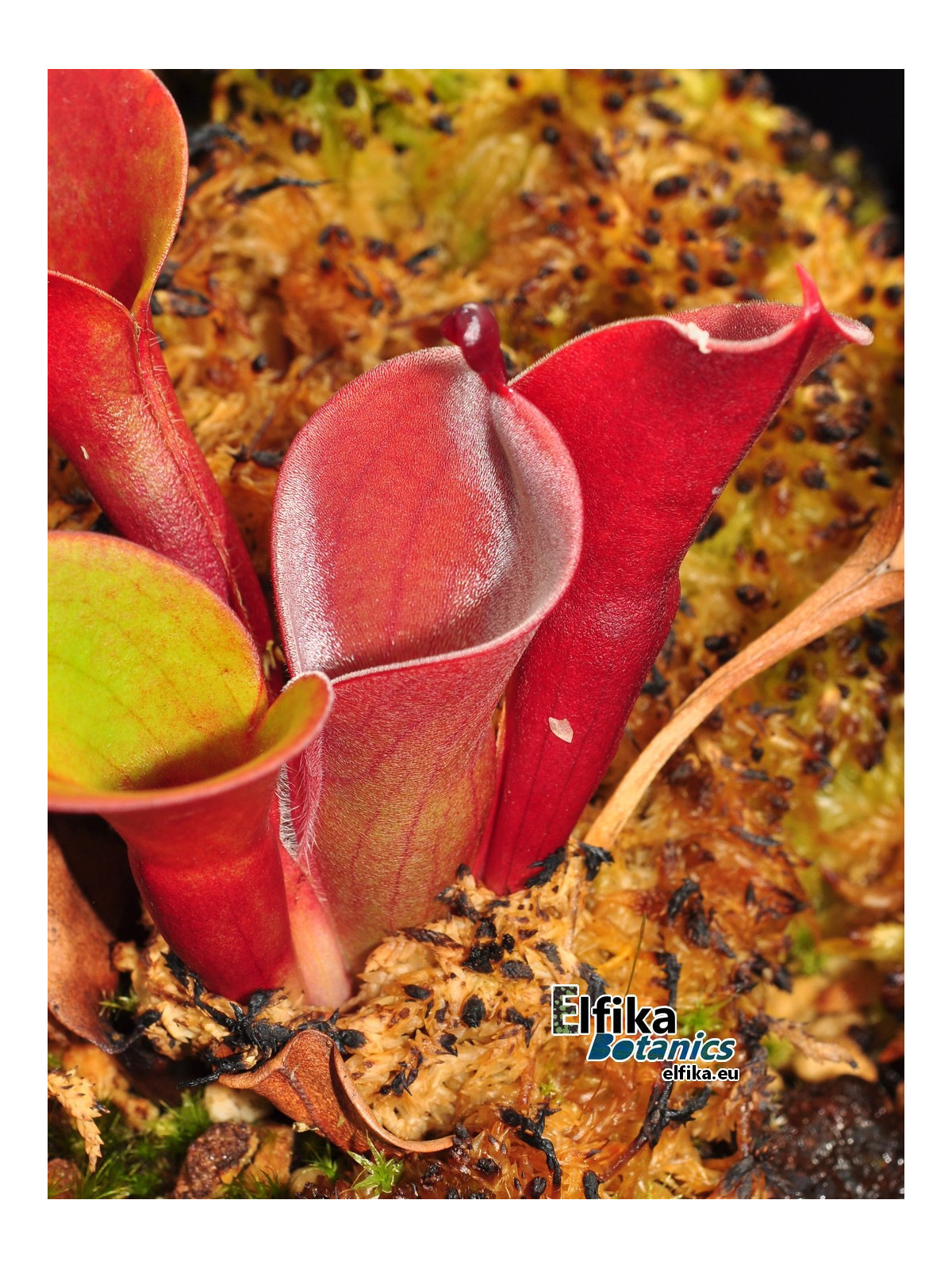 Heliamphora minor (Red)
