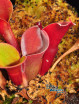 Heliamphora minor (Red)