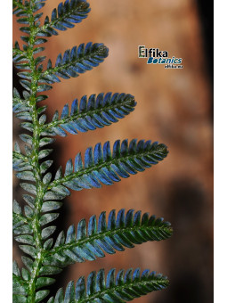 Selaginella sp. Borneo Blue