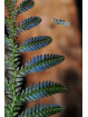 Selaginella sp. Borneo Blue