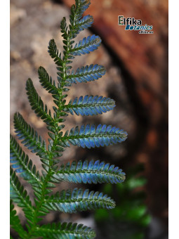 Selaginella sp. Borneo Blue