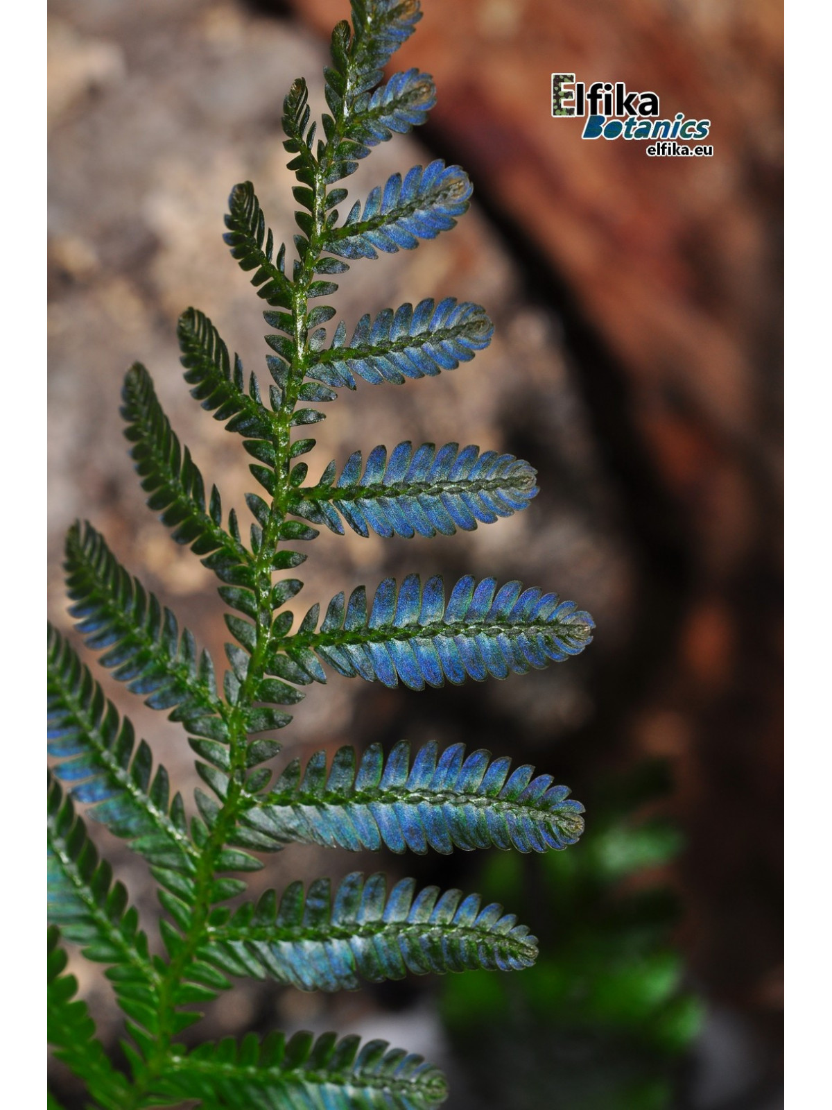 Selaginella sp. Borneo Blue