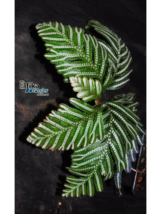 Selaginella picta