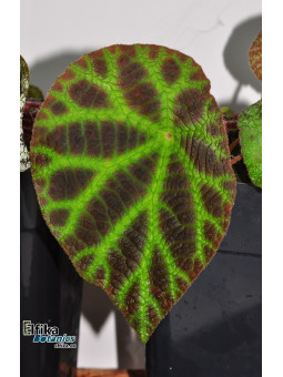 Begonia arachnoidea (Dark morph)