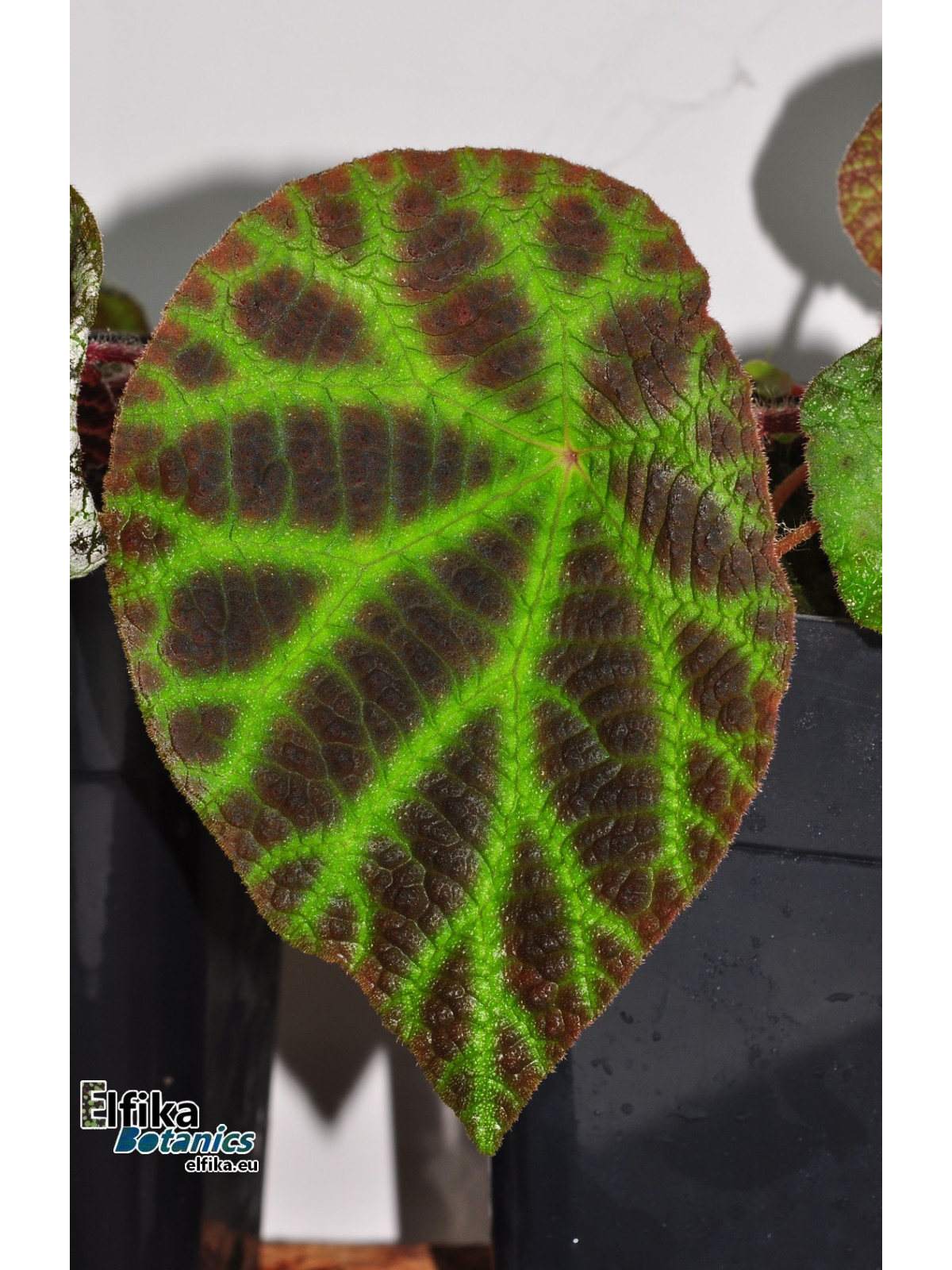 Begonia arachnoidea (Dark morph)