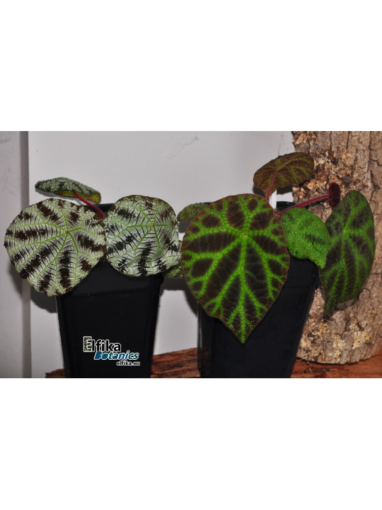 Begonia arachnoidea (Dark morph)
