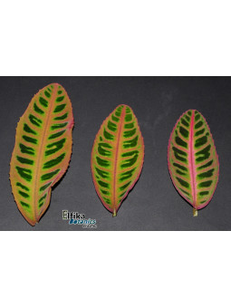 Emblemantha urnulata Ultra Pink