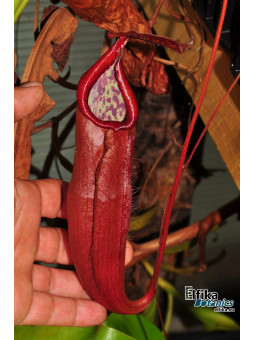 Nepenthes bokorensis (sg, EB)