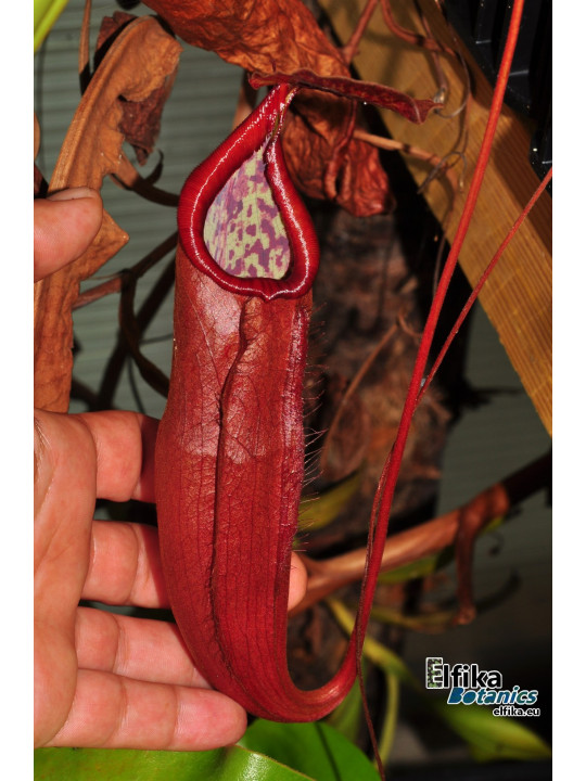 Nepenthes bokorensis (sg, EB)