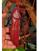 Nepenthes bokorensis (sg, EB)
