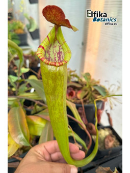 Nepenthes bokorensis (sg, EB)