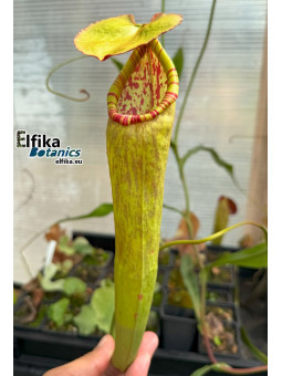 Nepenthes bokorensis (sg, EB)