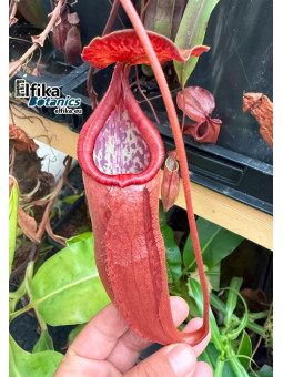Nepenthes bokorensis (sg, EB)