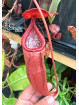Nepenthes bokorensis (sg, EB)