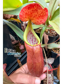 Nepenthes bokorensis (sg, EB)