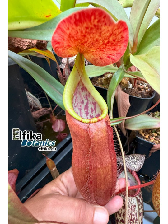 Nepenthes bokorensis (sg, EB)