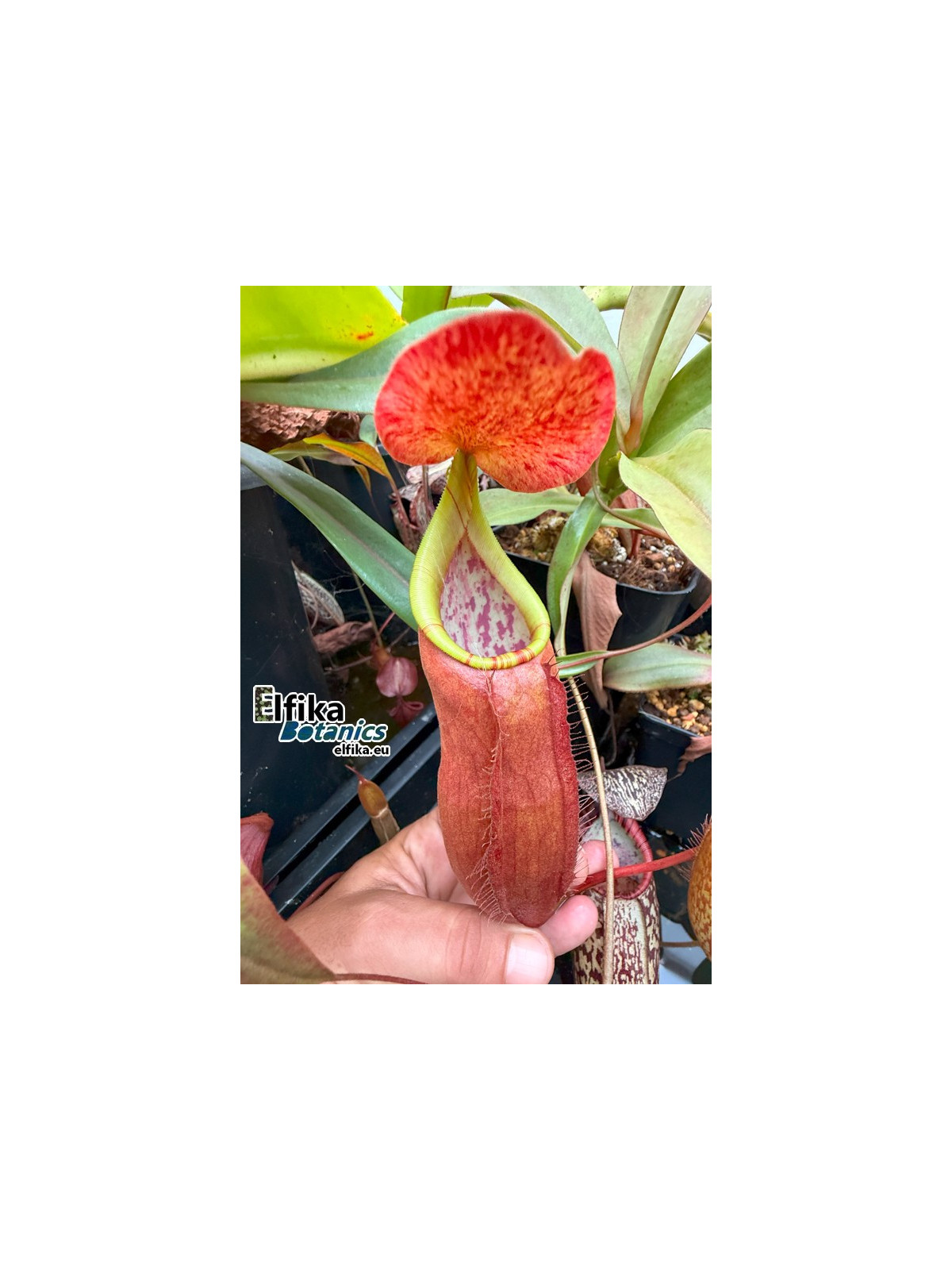 Nepenthes bokorensis (sg, EB)
