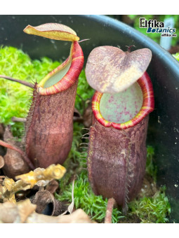 Nepenthes lavicola Telong (fem.)