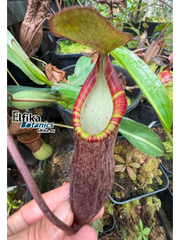 Nepenthes lavicola Telong (fem.)