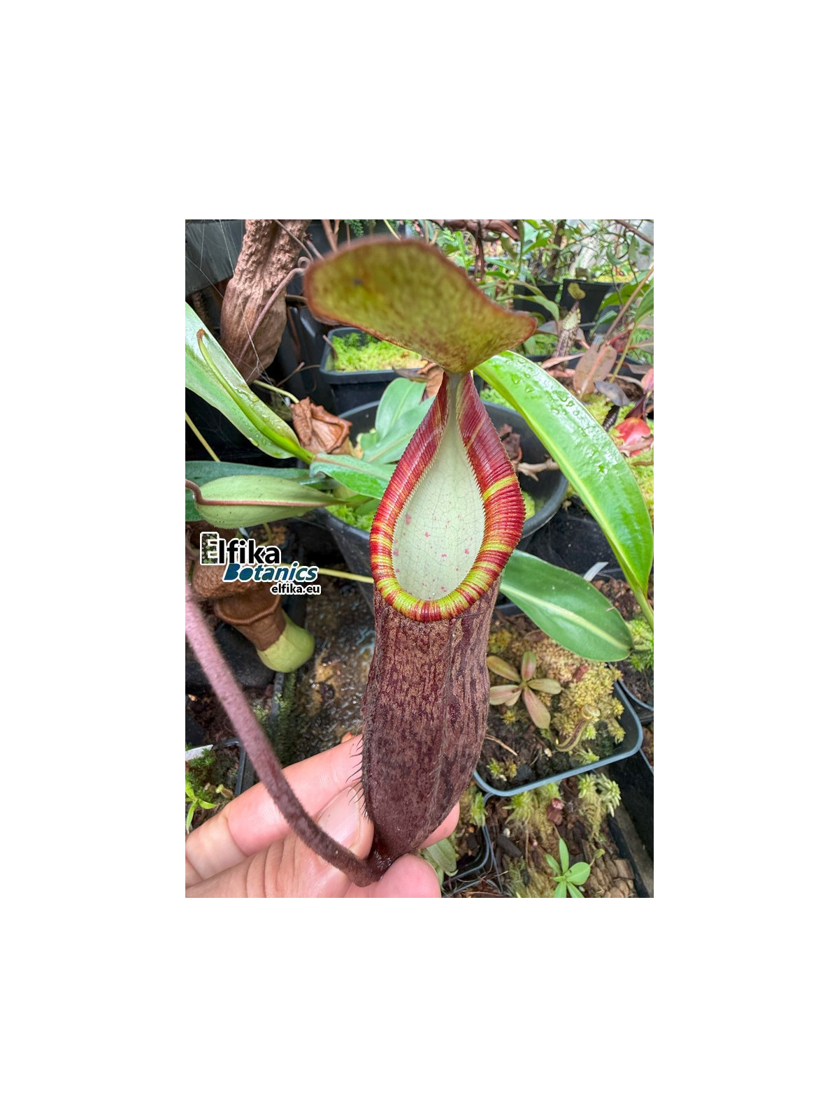 Nepenthes lavicola Telong (fem.)