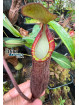 Nepenthes lavicola Telong (fem.)
