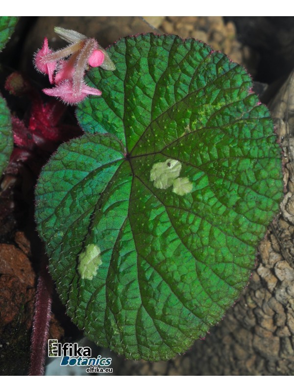 Begonia gulinqingensis